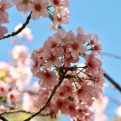Schabarum Regional Park - Cherry blossoms