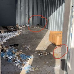 Tom Thumb Mini Storage - Not a great photo of the rats...but you can see from the shredded material they used to make their nest there were a bunch!