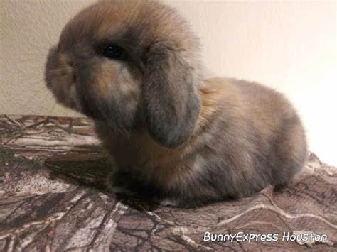 Bunny Express Houston