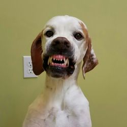 wasatch exotic animal clinic