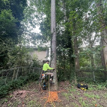 Tree Dynasty Arbor Services  - Tree climber - Tree Services Near Me