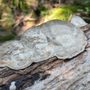 Moss Rock Preserve