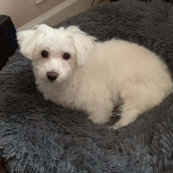 petsvilla - Pet Groomers Near Me - Staten Island, New York petsvilla - Pet Groomers Near Me - Staten Island, New York