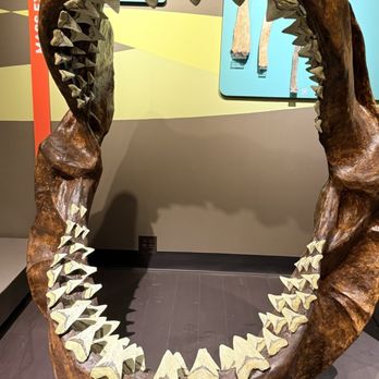 Buffalo Museum of Science - Megalodon's jaw - Museums Near Me - Buffalo, New York Buffalo Museum of Science - Megalodon's jaw - Museums Near Me - Buffalo, New York