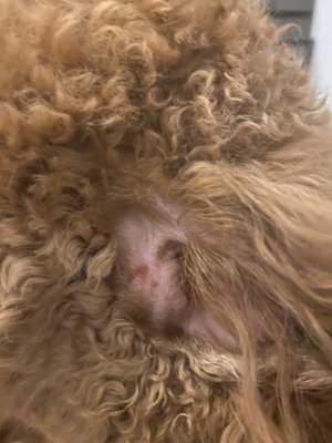 groomingdales coupons