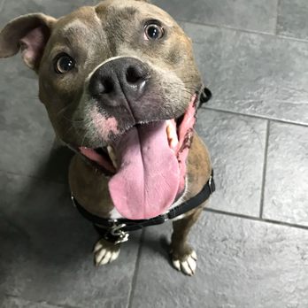 Grettas Dog Training - Happy Dog when he was training with Maryna! - Pet Training Near Me Grettas Dog Training - Happy Dog when he was training with Maryna! - Pet Training Near Me