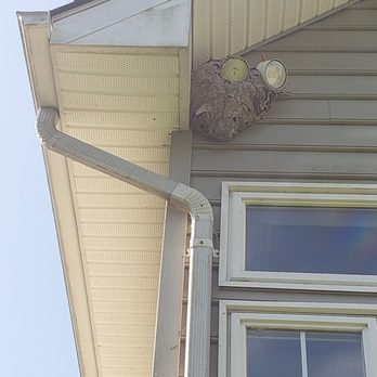 Sean's Pest Elimination - Bald faced hornets nest - Pest Control Near Me Sean's Pest Elimination - Bald faced hornets nest - Pest Control Near Me