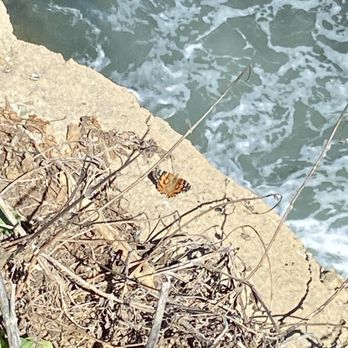 Pleasure Point - 8/23 monarch? Painted lady? - Beaches Near Me Pleasure Point - 8/23 monarch? Painted lady? - Beaches Near Me