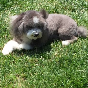 Sitter4Paws - Casper - Dog Walkers Near Me