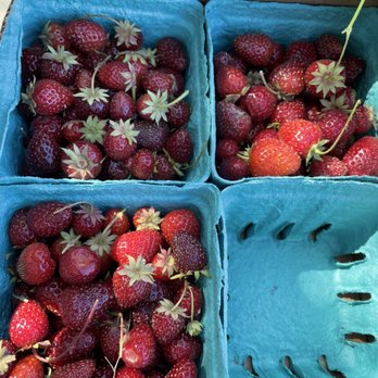 Bella Organic Farm - Fruits & Veggies Near Me - Portland, Oregon Bella Organic Farm - Fruits & Veggies Near Me - Portland, Oregon