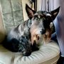 C-J's Professional Pet Grooming