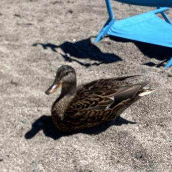 Commons Beach - Parks Near Me