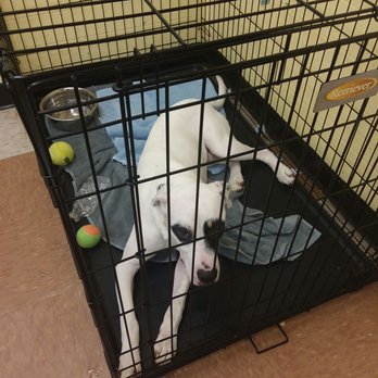 Doc Williams SPCA - Animal Shelters Near Me - Moncks Corner, South Carolina Doc Williams SPCA - Animal Shelters Near Me - Moncks Corner, South Carolina
