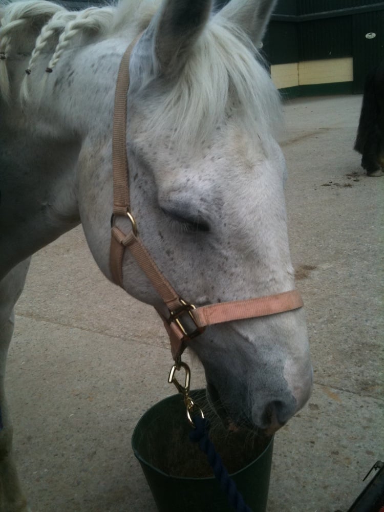 THORNTON PARK EQUESTRIAN CENTRE Updated September 2024 Kilsallaghan, Swords, Co. Dublin