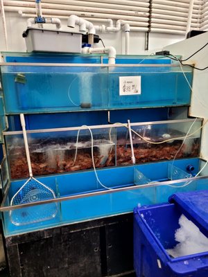 Quality Seafood by null