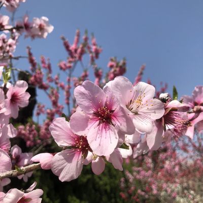 Kyoto Botanical Gardens by null