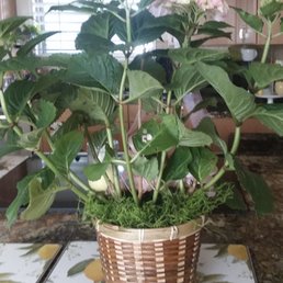 First delivery. Zoom in for holes in the leaves. First delivery. Zoom in for holes in the leaves.