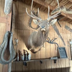 Wooden Nickel Ranch - My friend