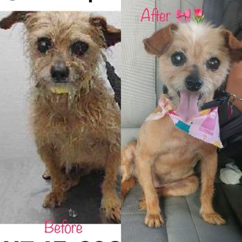 Ami Pet Grooming - Chloe before and after - Pet Groomers Near Me - La Mirada, California Ami Pet Grooming - Chloe before and after - Pet Groomers Near Me - La Mirada, California