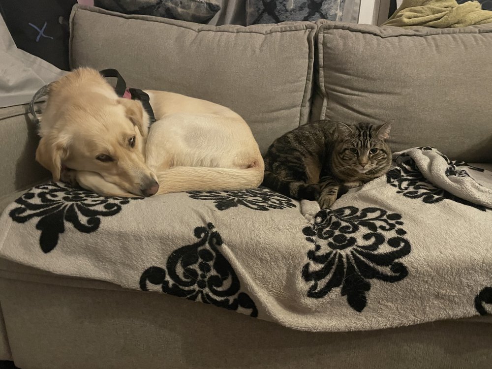 Fourpawz and Comfort - pet boarding facility in Albany, NY