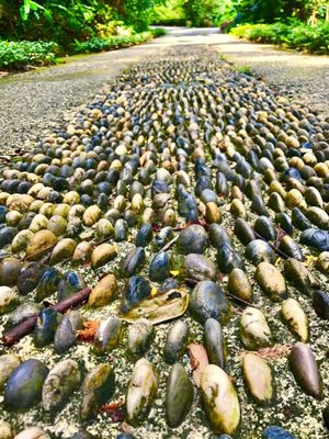 Tropical Spice Garden by null