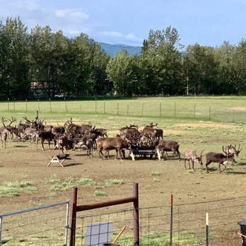 Reindeer Farm - View of the reindeer from the gift shop. - Zoos Near Me - Palmer, Alaska Reindeer Farm - View of the reindeer from the gift shop. - Zoos Near Me - Palmer, Alaska