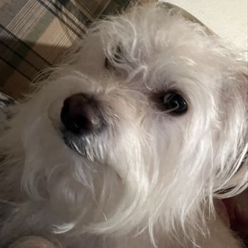 Rudy's Pawsome Kingdom - 2 photos taken 1 week prior - Pet Groomers Near Me - Duncanville, Texas