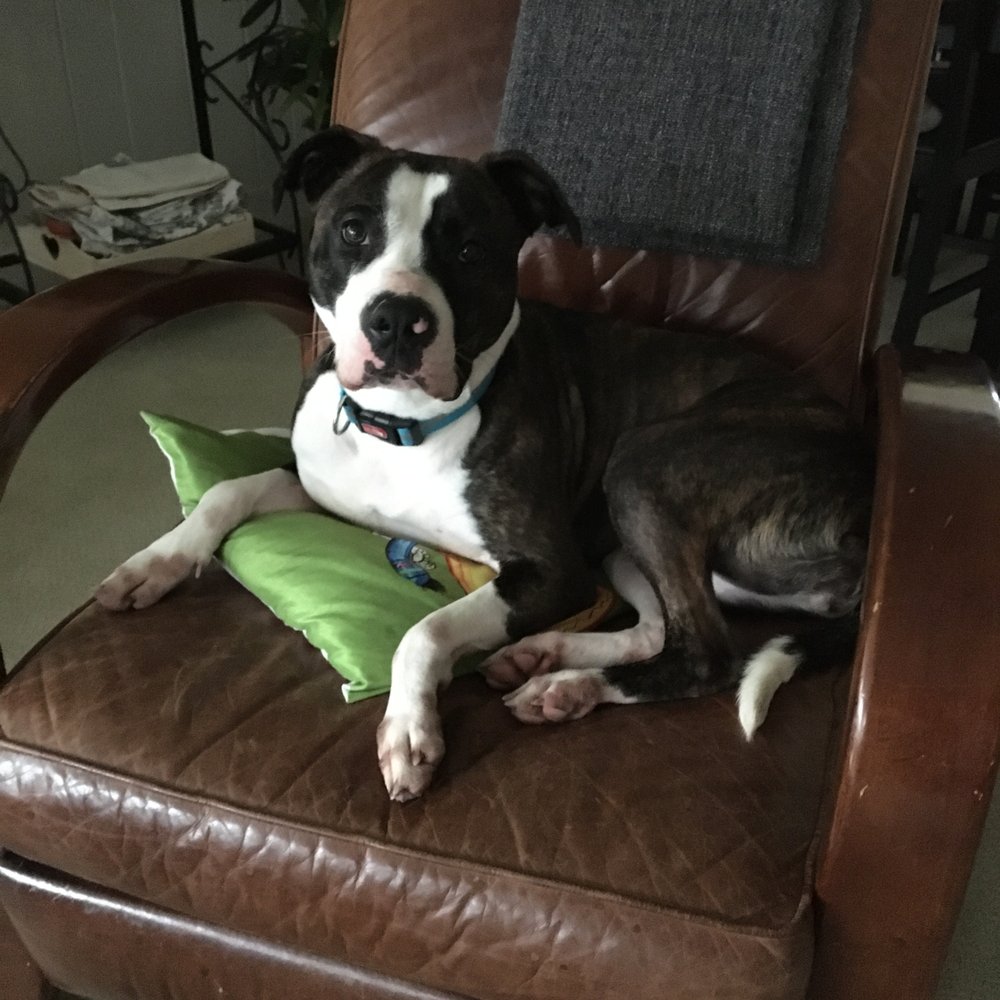 Sahsa - foster