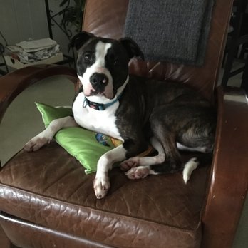 Wagging Hearts - Sahsa - foster - Pet Adoption Near Me - Hainesville, Illinois