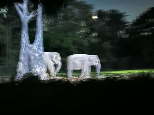 Singapore Zoo by null