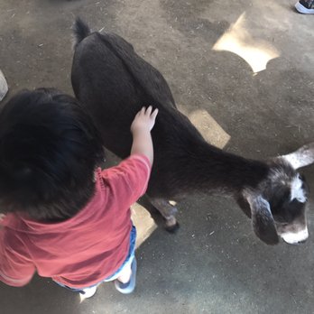 Orange County Zoo - Friendly goats in the petting zoo. - Zoos Near Me - Orange, California