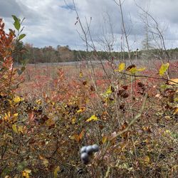 Franklin Parker Preserve - Abandoned cranberry bog