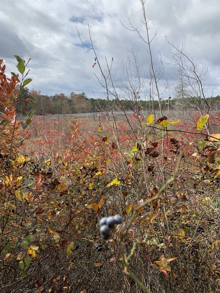 Franklin Parker Preserve Image
