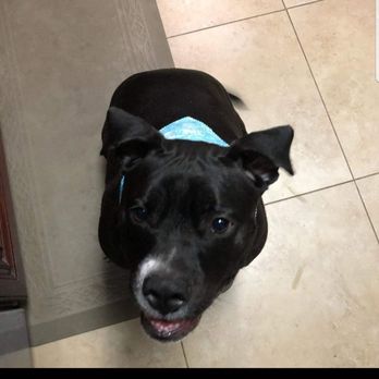 West Coast Paw Sitterz - Babe then ready to go - Pet Transportation Near Me West Coast Paw Sitterz - Babe then ready to go - Pet Transportation Near Me