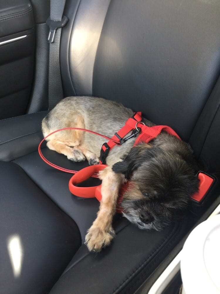 Lavadogs