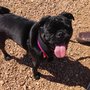 Photo of The Ranch For Canine Training and Behavior