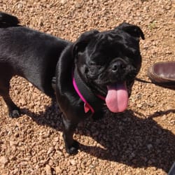 The Ranch For Canine Training and Behavior - Snorty has terrific dog friendly restaurant manners thanks to coach Catherine!