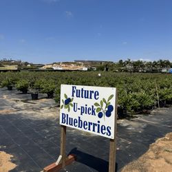 Mellano Farm Stand - Blueberry area in pots