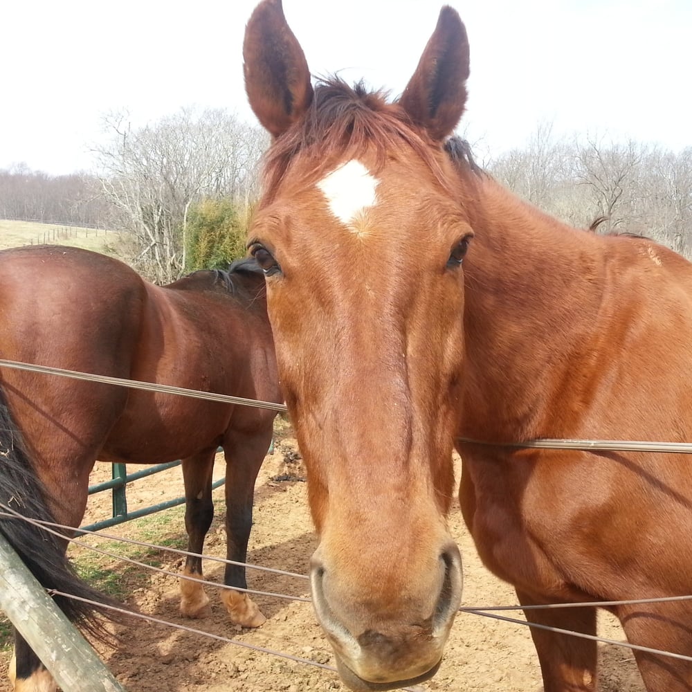 SWEET BRIAR COLLEGE Updated August 2024 31 Photos 134 Chapel Rd