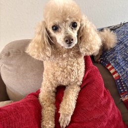 Toy poodle Teetz after her spa day! Pretty girl!