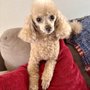 Photo of Shampooch 2