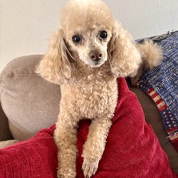 Shampooch 2 - Toy poodle Teetz after her spa day! Pretty girl!