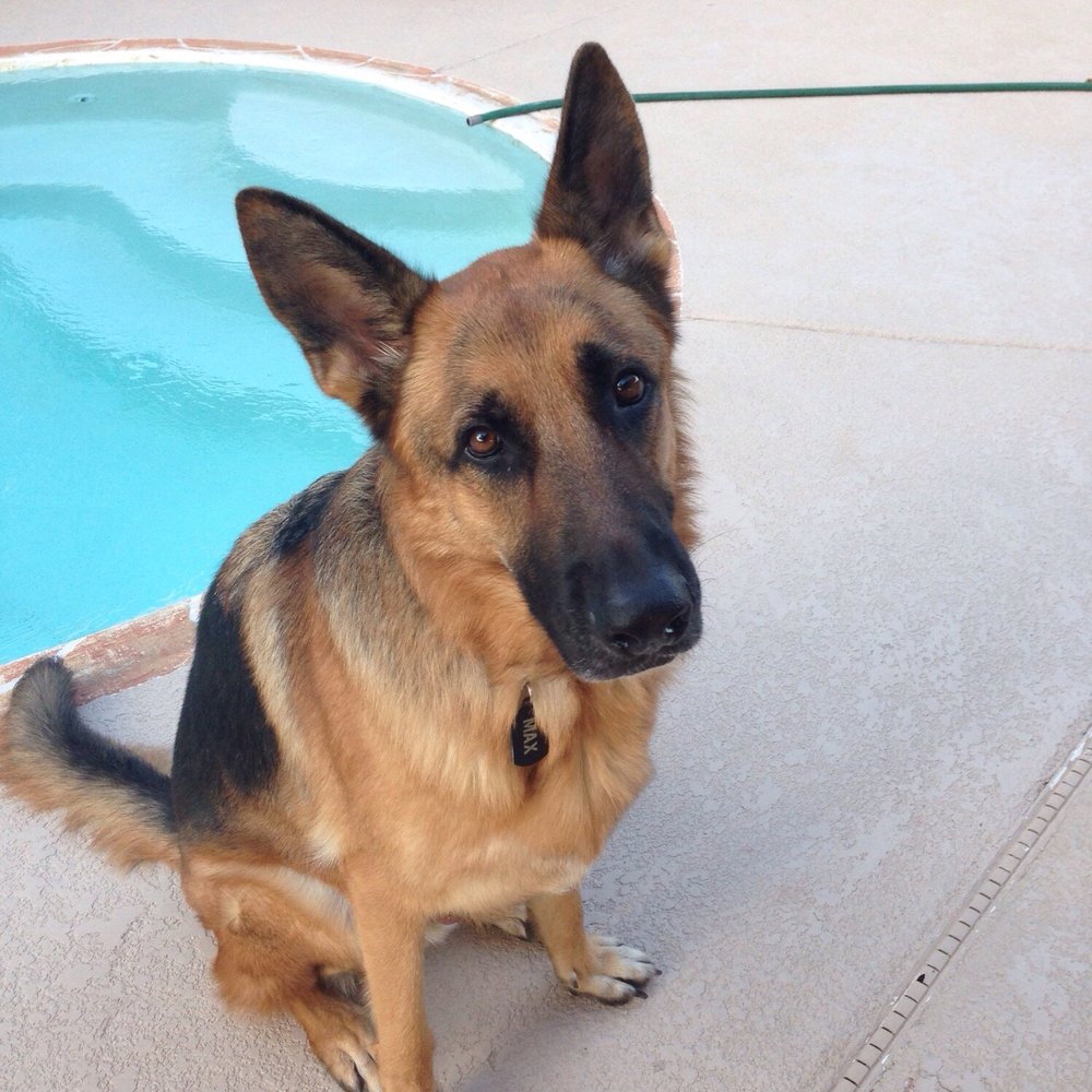 My boy Max who has learned everything from Az Custom Canine!!!