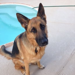 My boy Max who has learned everything from Az Custom Canine!!!