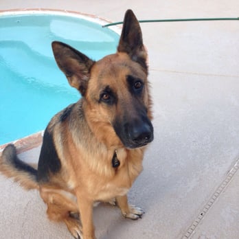 Arizona Custom Canine - My boy Max who has learned everything from Az Custom Canine!!! - Pet Training Near Me