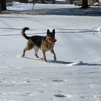 Jackson Pet Emergency Clinic - Veterinarians Near Me - Jackson, Tennessee