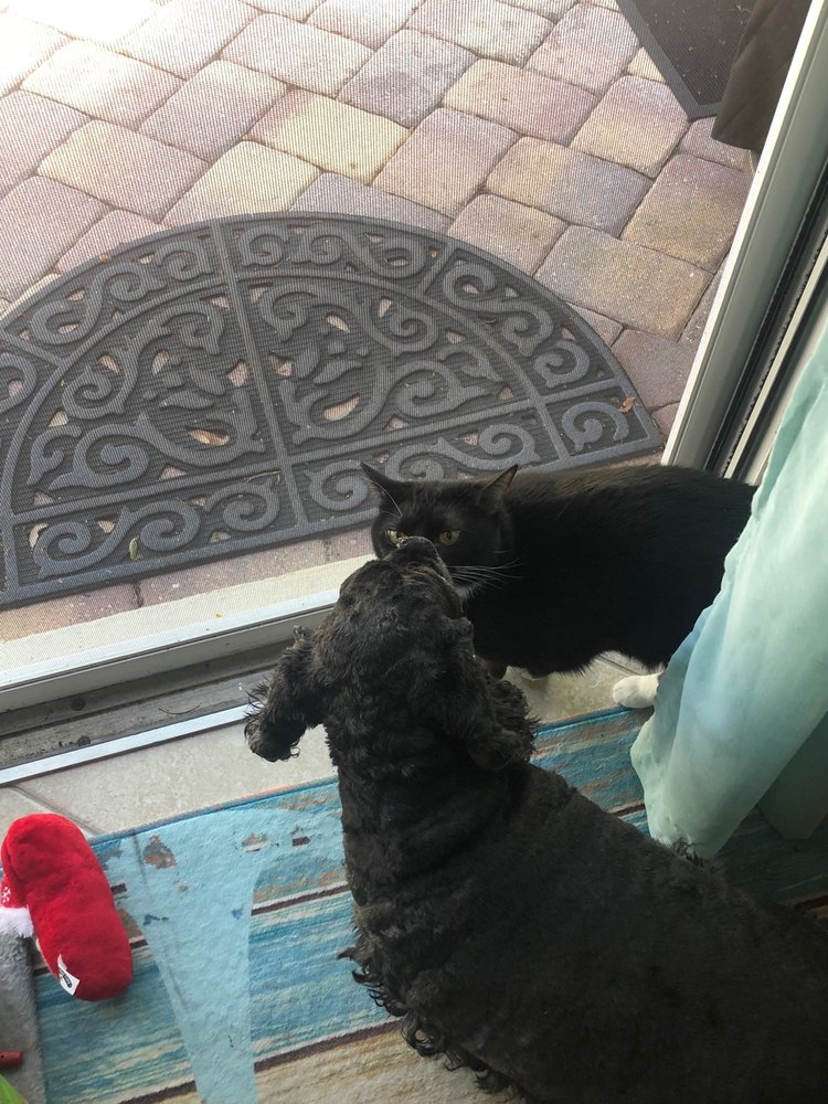 ANIMAL ALLERGY SKIN & EAR SPECIALISTS Updated August 2024 372 S