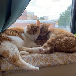 East Orange Animal Hospital - The unsuspecting victims