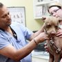 Photo of Aboite Animal Clinic & Housecall Practice