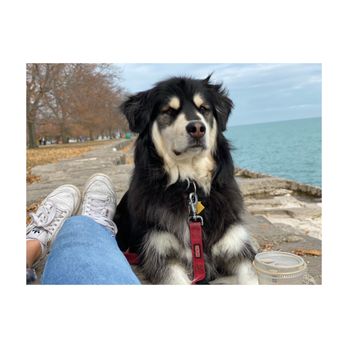 Pawgo - Chicago - Pet Groomers Near Me
